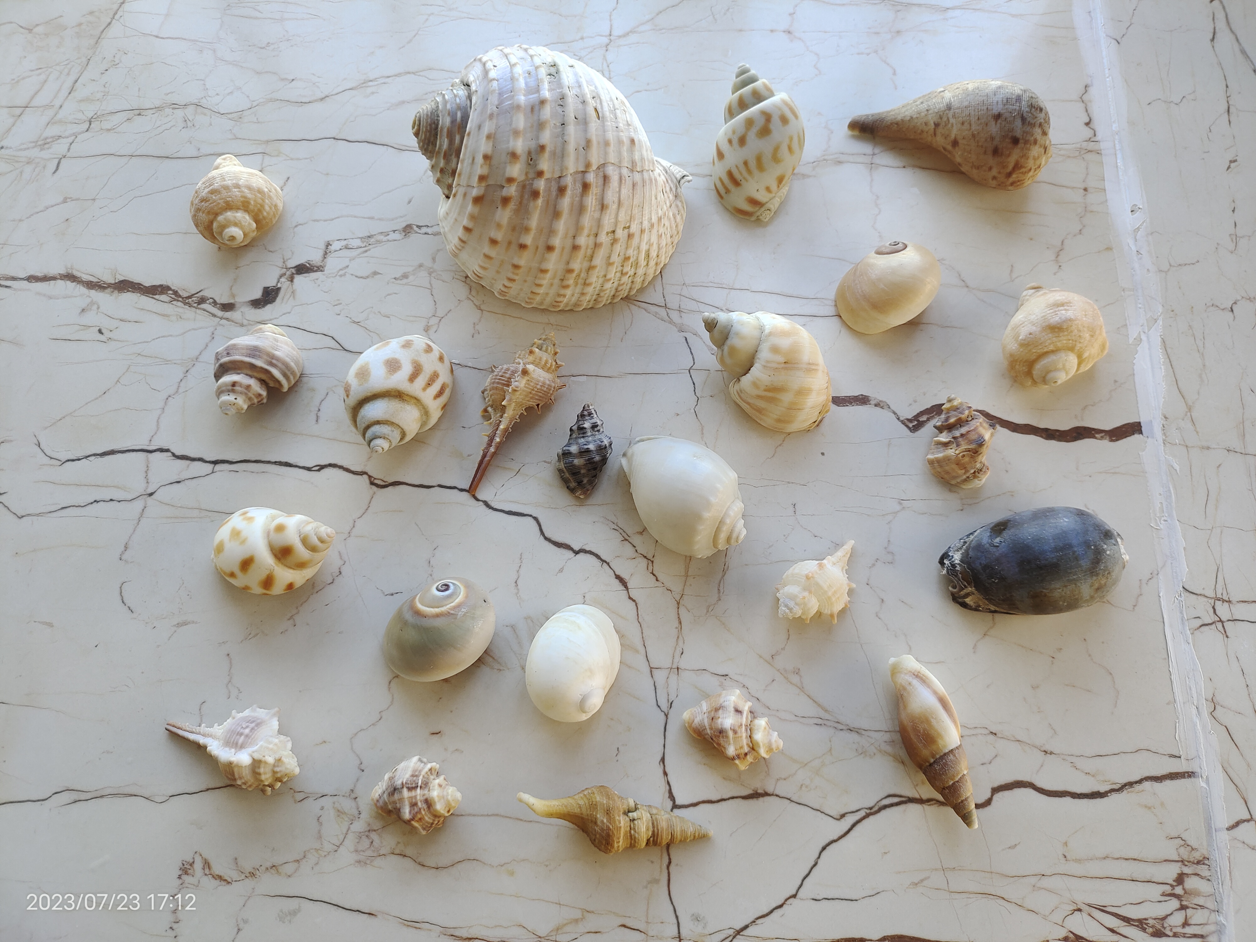 在硇洲岛捡到寄居蟹